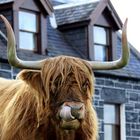 Highland Cattle