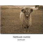 Highland Cattle