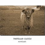 Highland Cattle