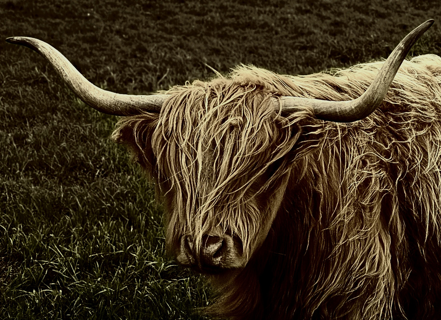 Highland Cattle