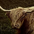 Highland Cattle