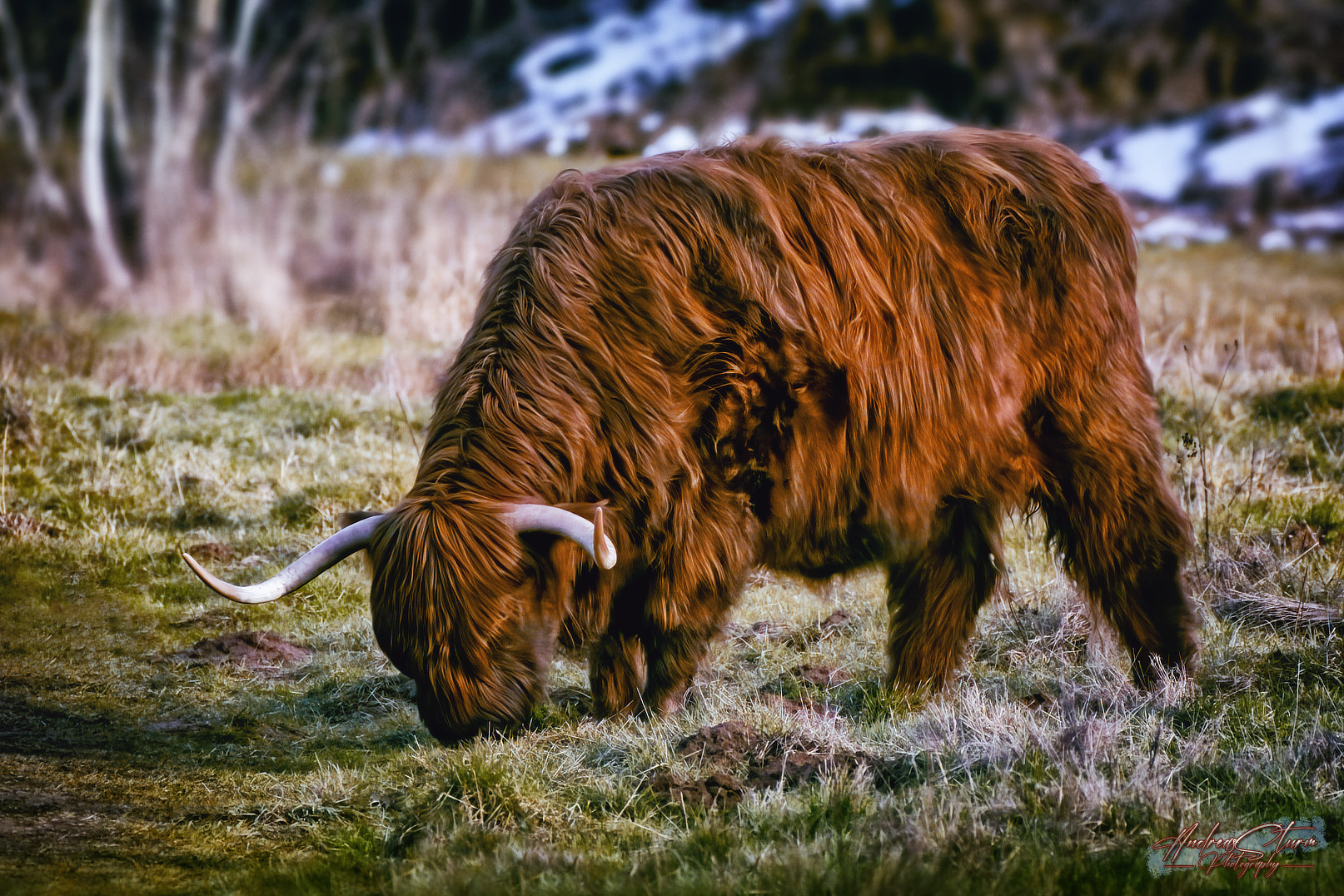 Highland Cattle