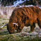 Highland Cattle