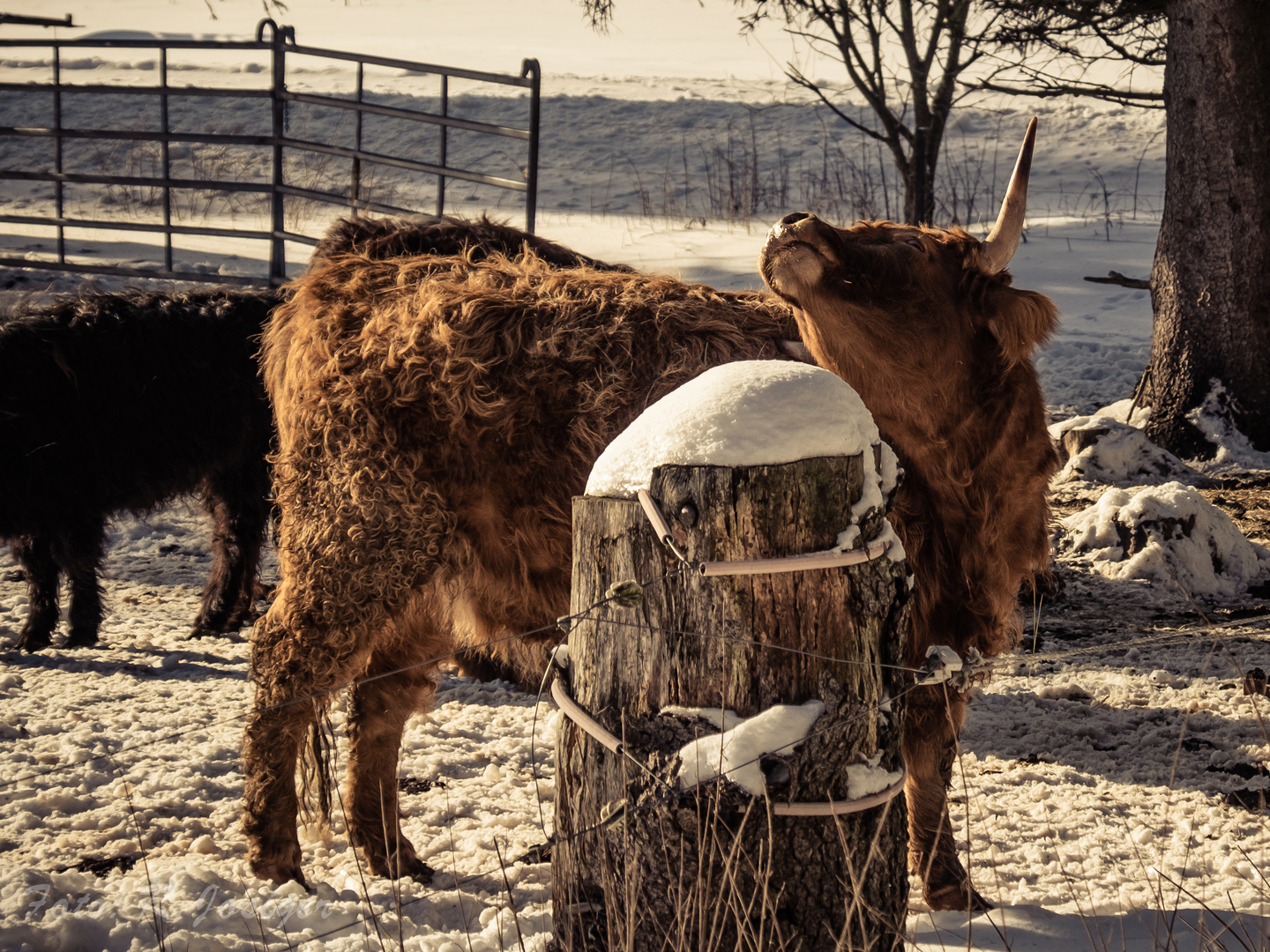 Highland Cattle