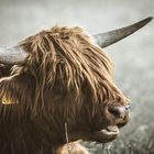 Highland cattle 