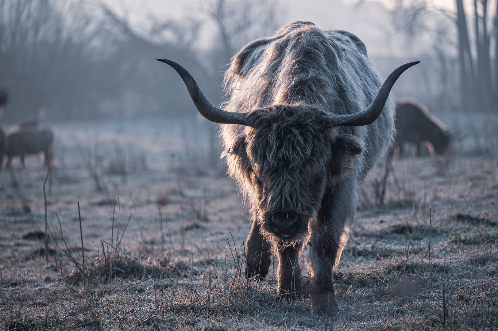 Highland Cattle