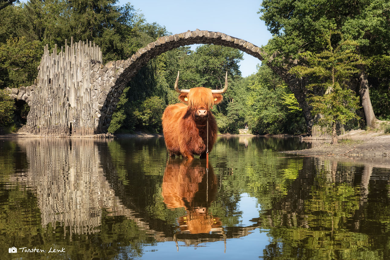 Highland cattle