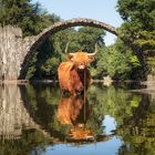 Highland cattle