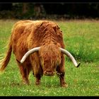 Highland Cattle