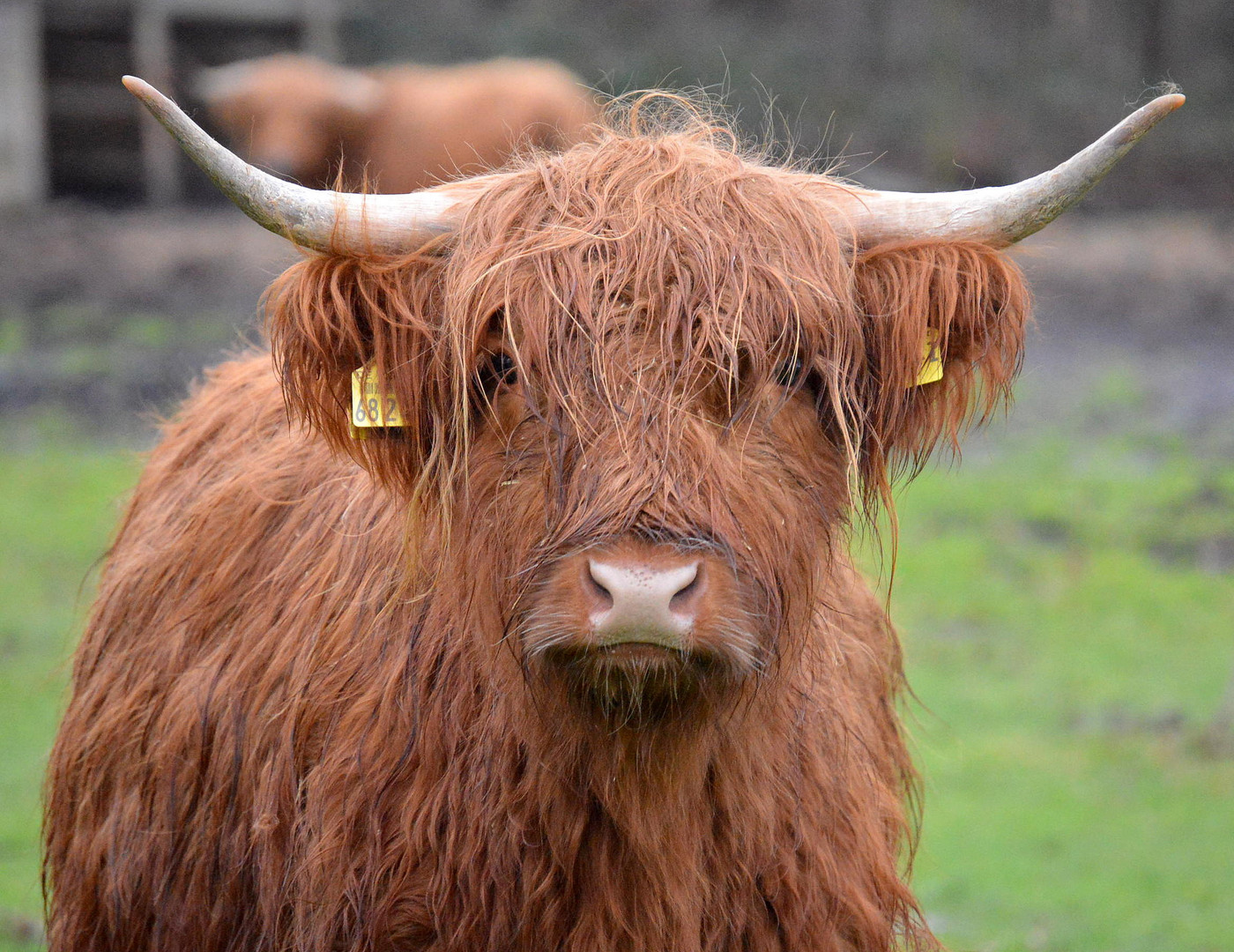 - Highland Cattle -