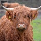 - Highland Cattle -