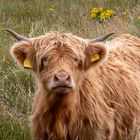 Highland Cattle