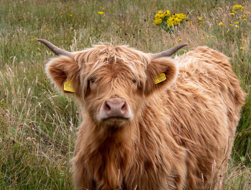 Highland Cattle