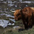 ...Highland cattle...