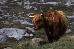 ...Highland cattle...