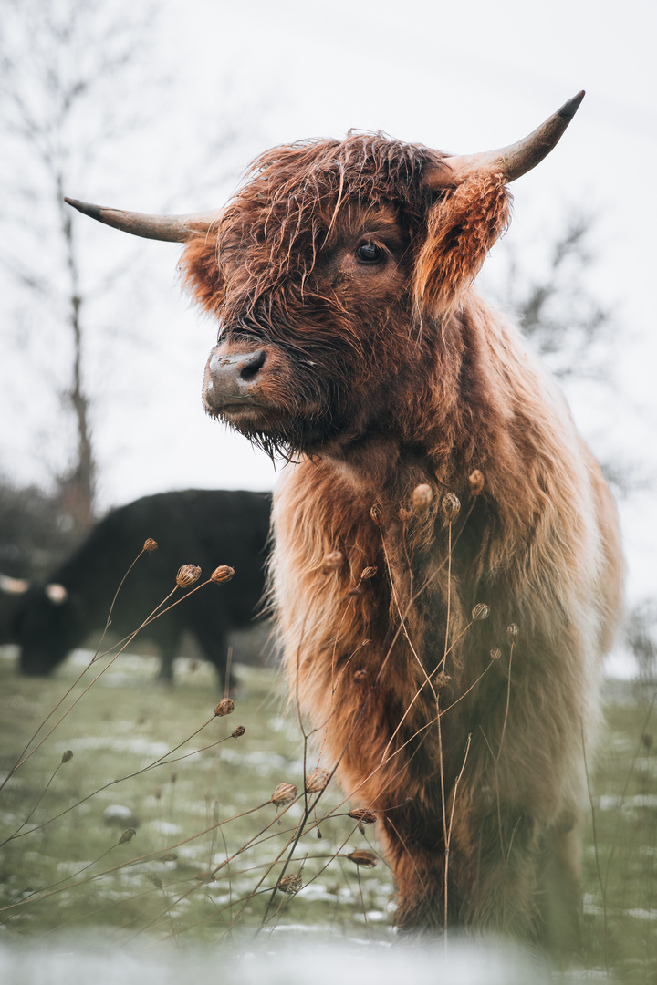 Highland Cattle