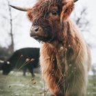 Highland Cattle