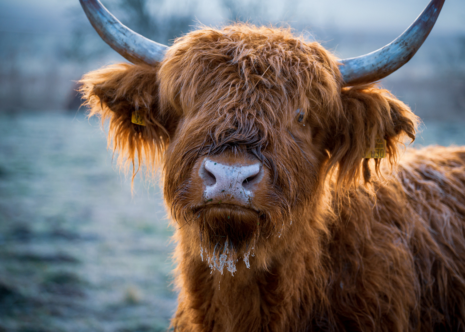 Highland Cattle