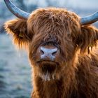 Highland Cattle