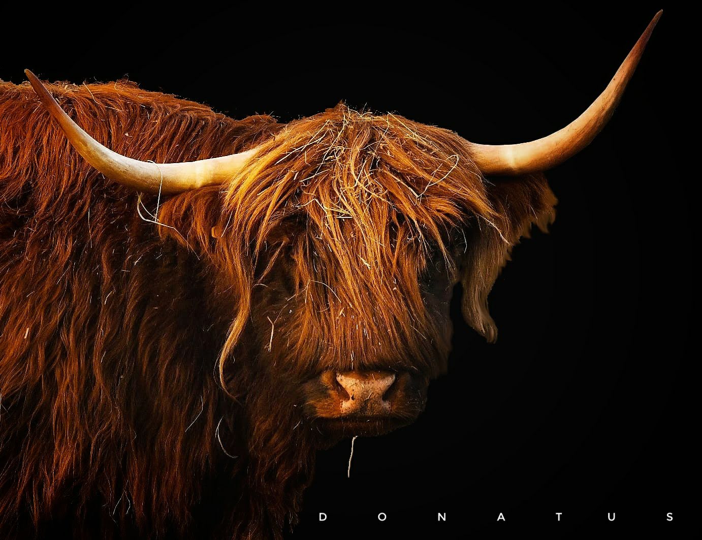 - Highland Cattle  -     