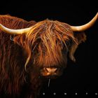 - Highland Cattle  -     