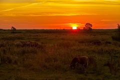 Highland Cattle...