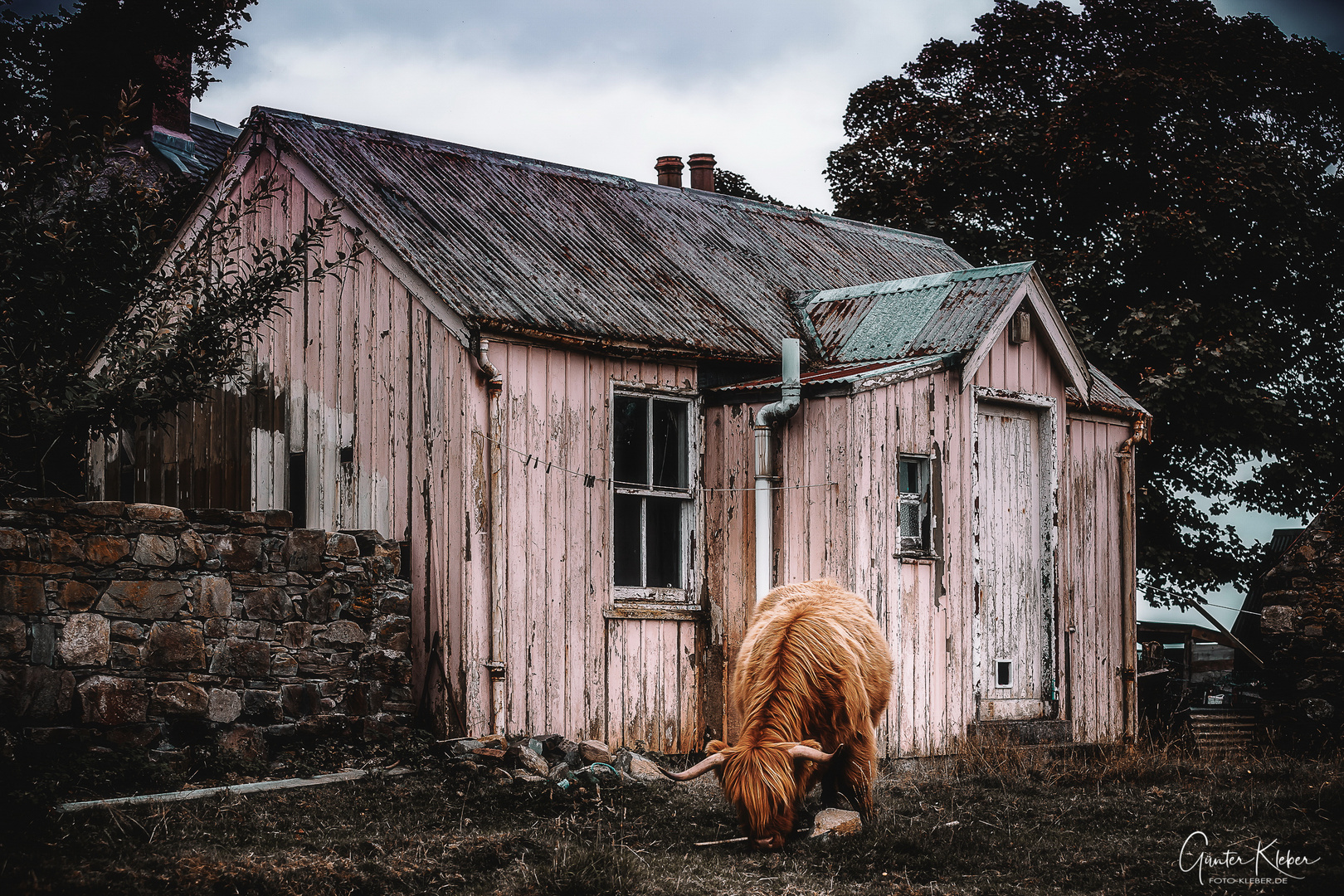 Highland Cattle