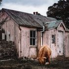 Highland Cattle