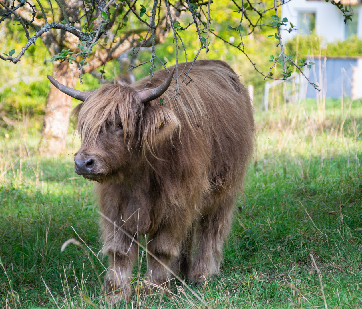 Highland Cattle