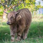 Highland Cattle