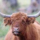 Highland Cattle