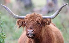 Highland Cattle