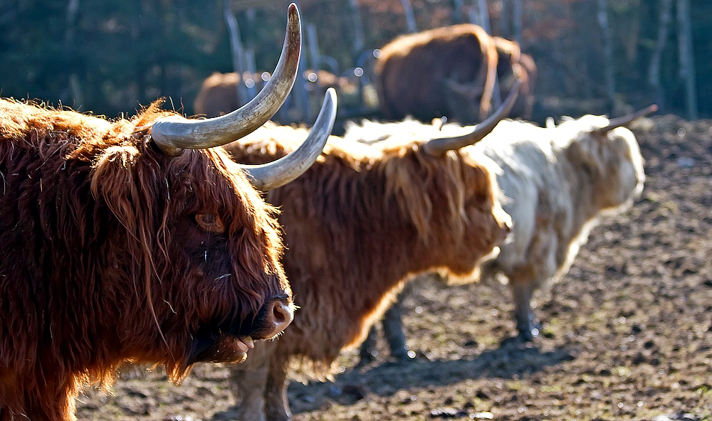 Highland Cattle