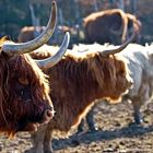 Highland Cattle