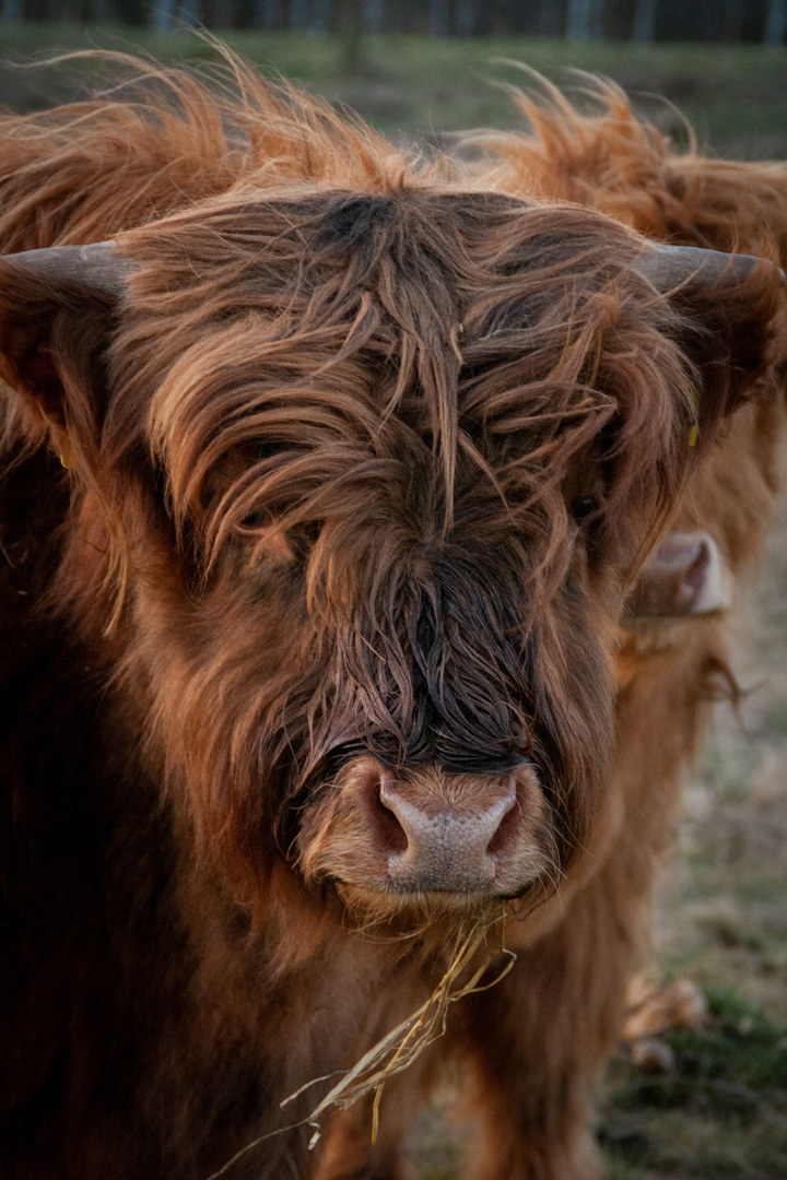 Highland Cattle 