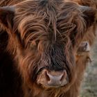 Highland Cattle 