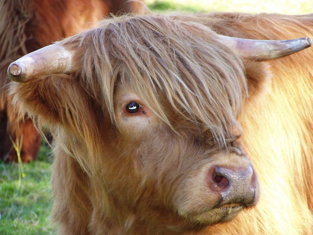 Highland Cattle