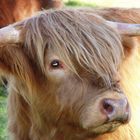 Highland Cattle