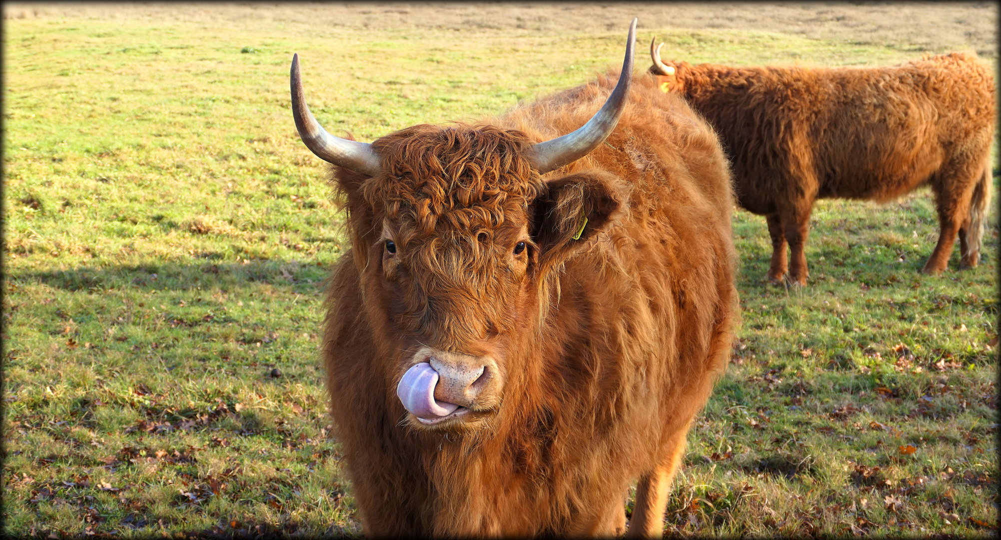 Highland cattle