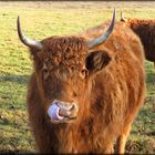 Highland cattle