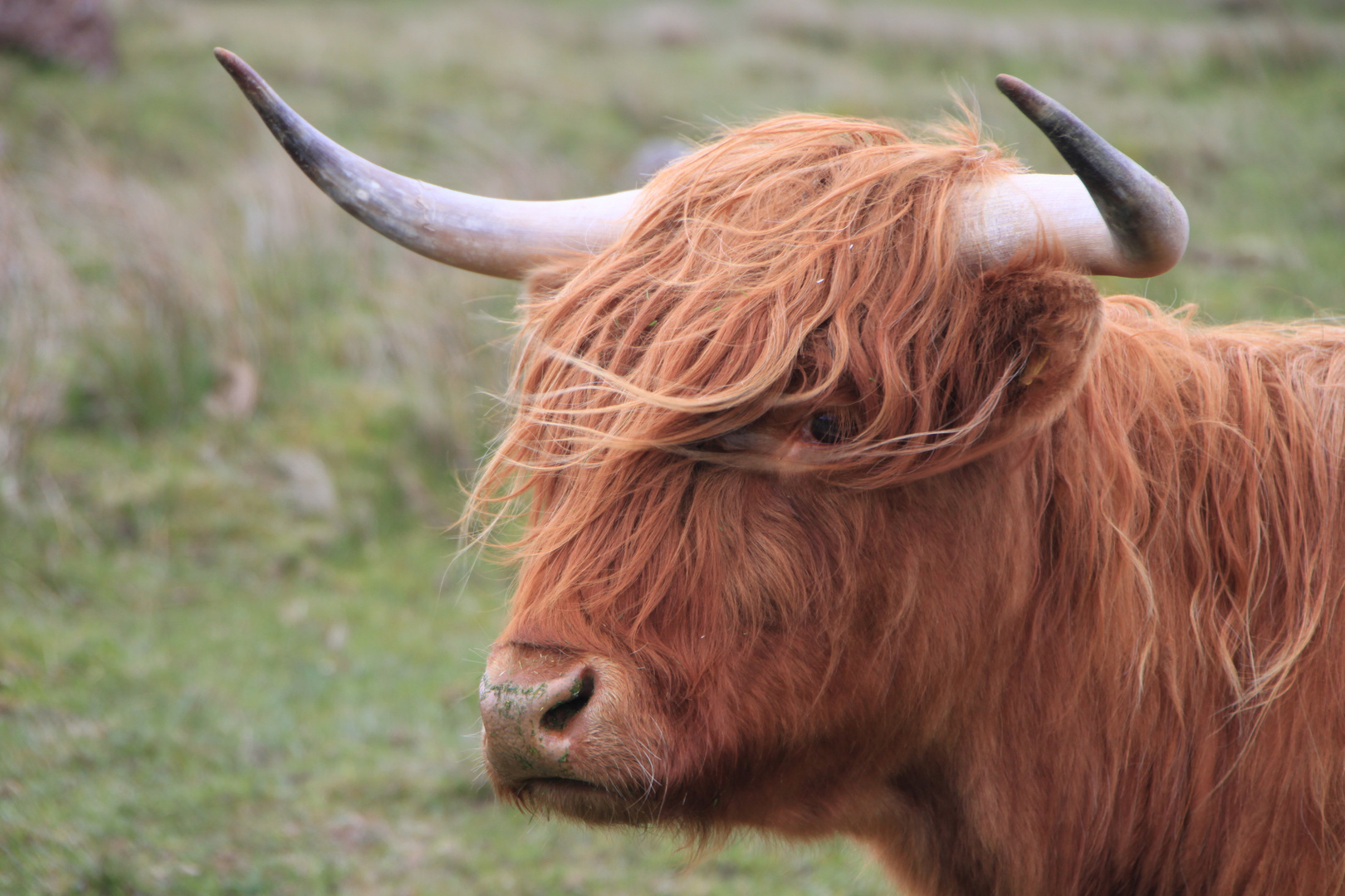 Highland Cattle