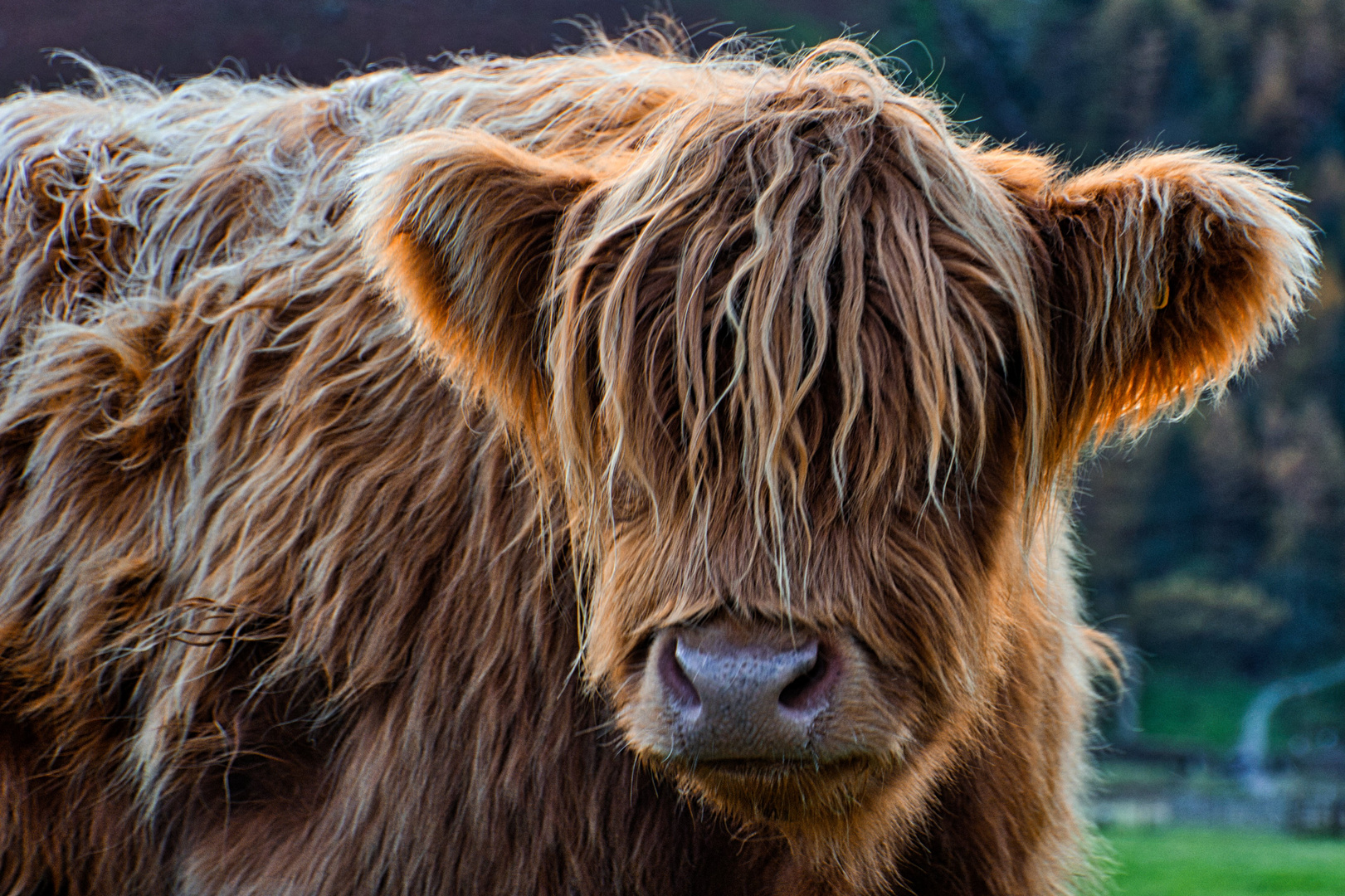 Highland Cattle