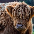 Highland Cattle