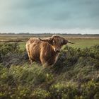 Highland Cattle