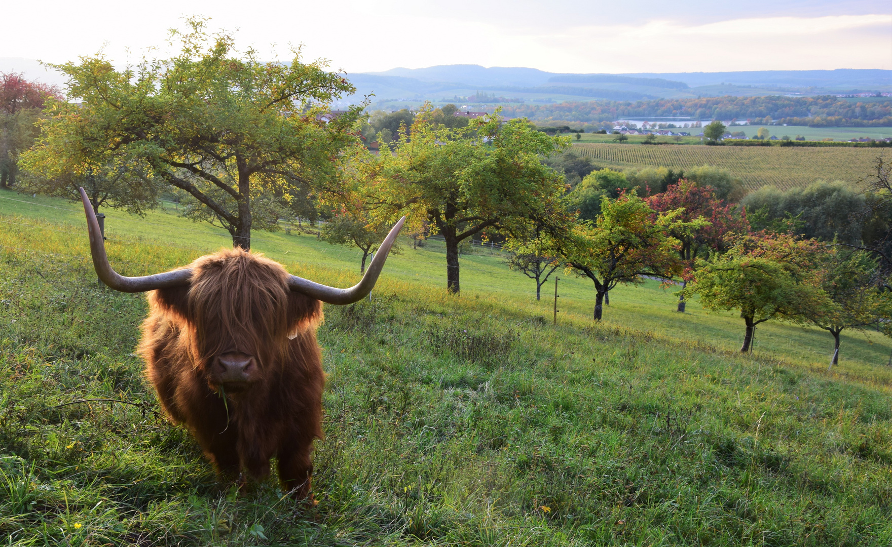 Highland Cattle