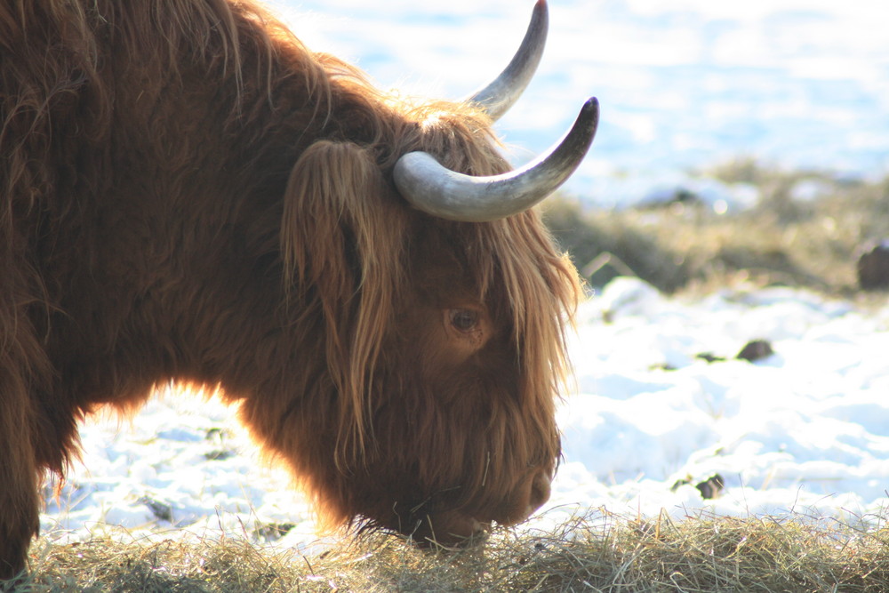 Highland Cattle