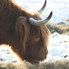 Highland Cattle