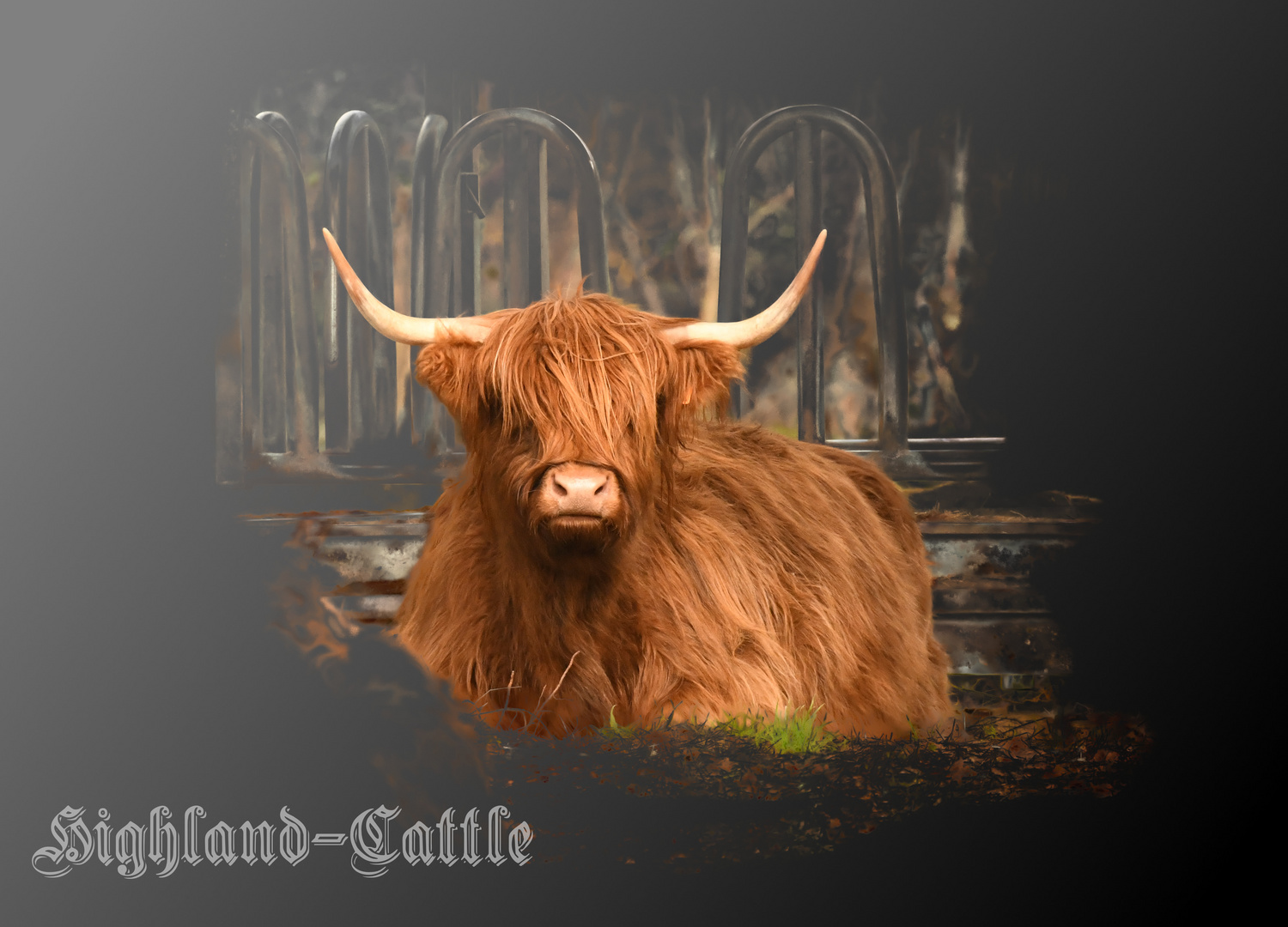 Highland Cattle