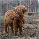 Highland Cattle