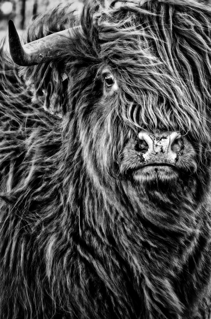 Highland Cattle